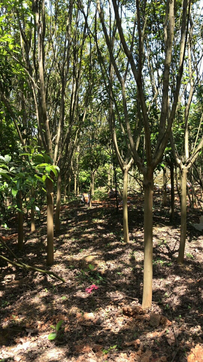 紫薇5一8公分，苗圃直供