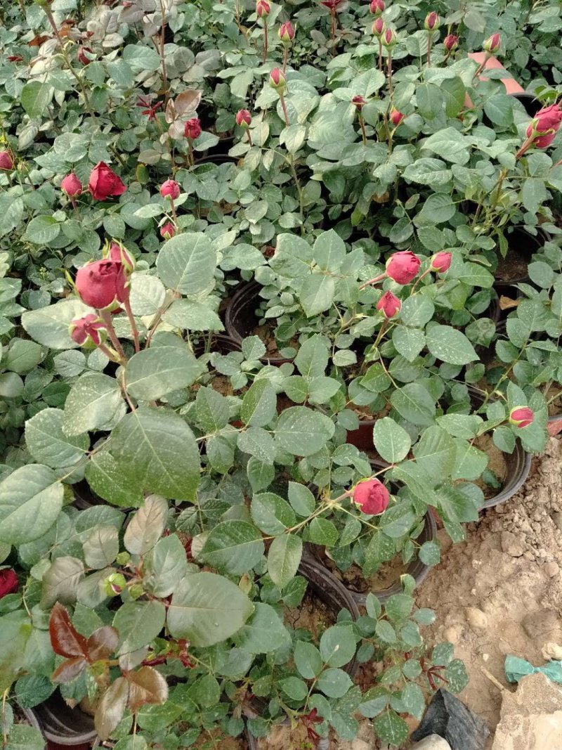 欧月月季，丰花月季，可罗拉，等基地直销大量有货，规格齐全