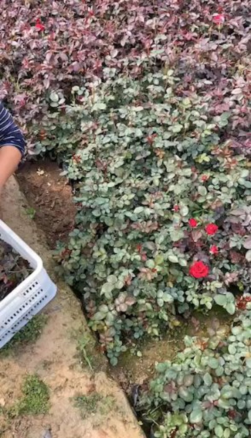 欧月月季，丰花月季，可罗拉，等基地直销大量有货，规格齐全