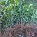 桂花树苗