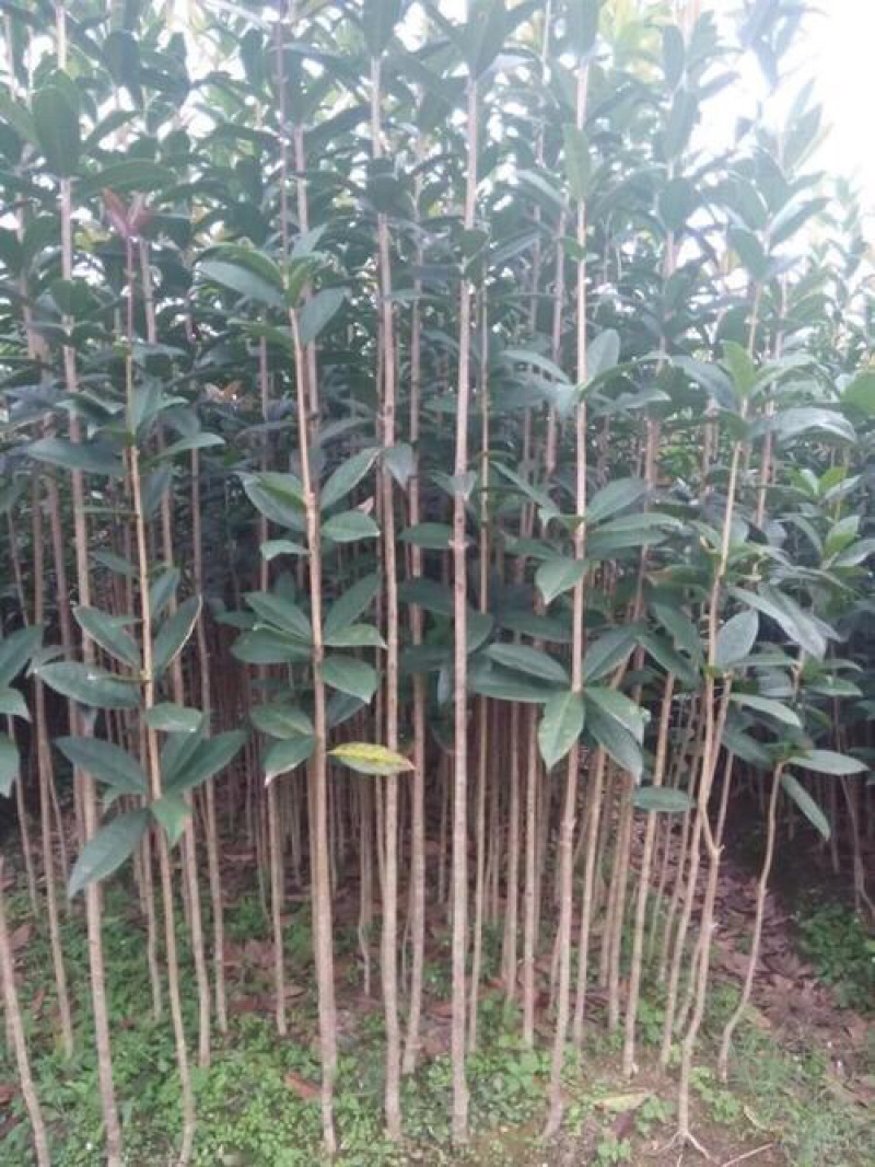 桂花树苗