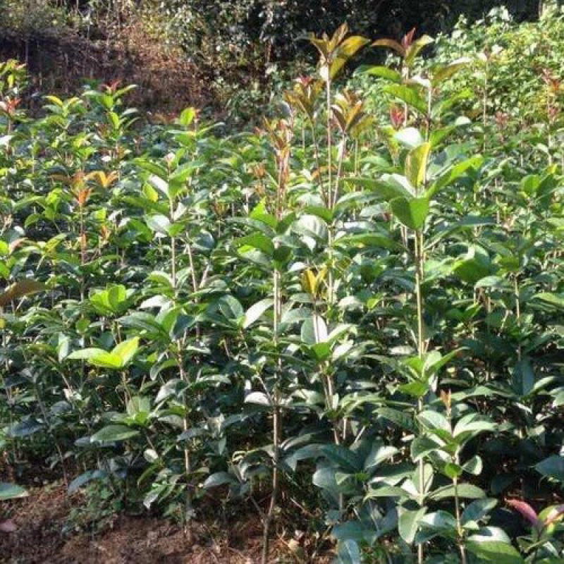 桂花树苗