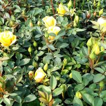 微型玫瑰，基地直销大量有货常年供应各绿化苗木