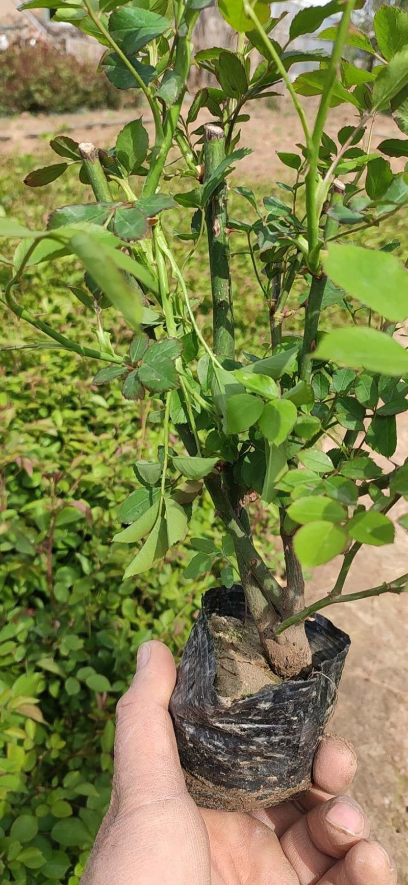 微型玫瑰，基地直销大量有货常年供应各绿化苗木