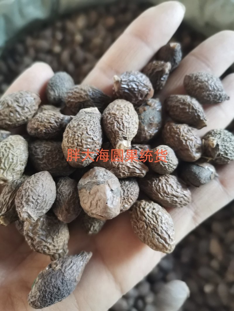 胖大海长果无硫熏规格齐全泡水润嗓一公斤起发货
