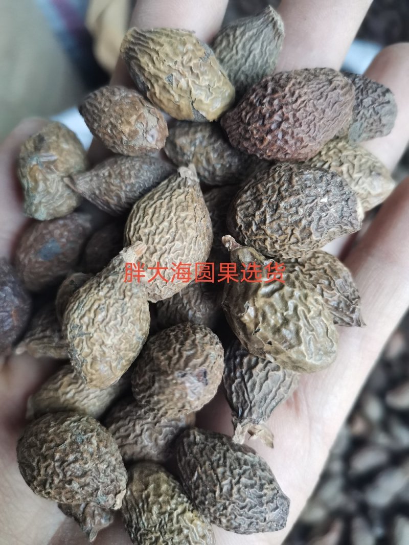 胖大海长果无硫熏规格齐全泡水润嗓一公斤起发货