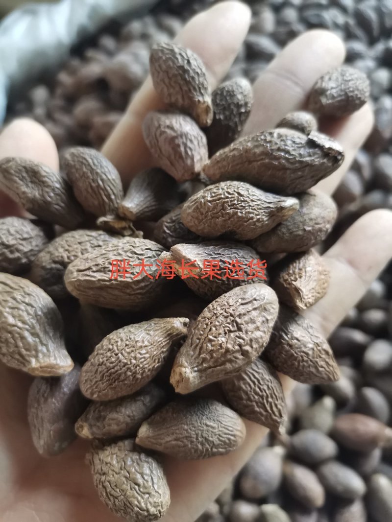 胖大海长果无硫熏规格齐全泡水润嗓一公斤起发货