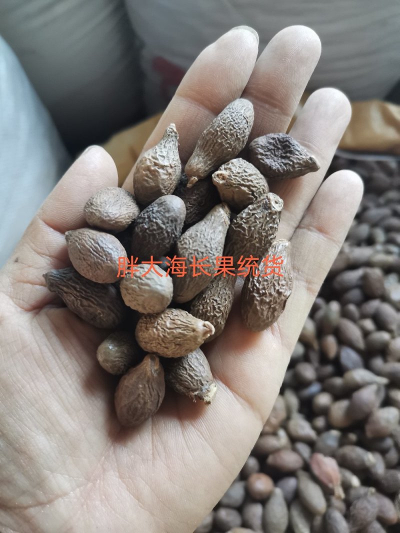 胖大海长果无硫熏规格齐全泡水润嗓一公斤起发货