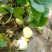 山西生态口感农业甜瓜