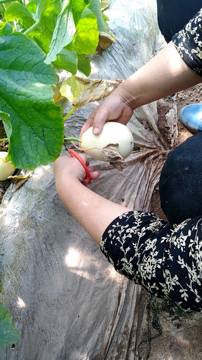 山西生态口感农业甜瓜