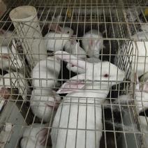 专业养殖户新西兰兔。肉兔满月兔种兔商品兔