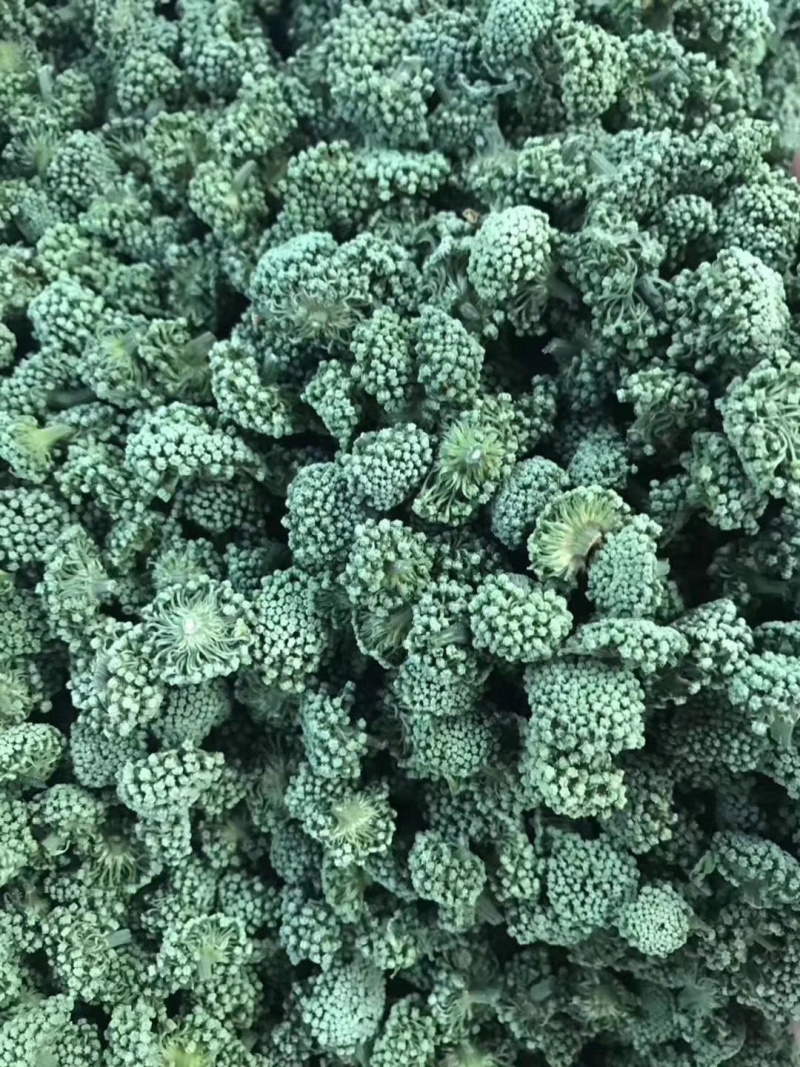 三七花云南文山三七花三年花大朵2020新花