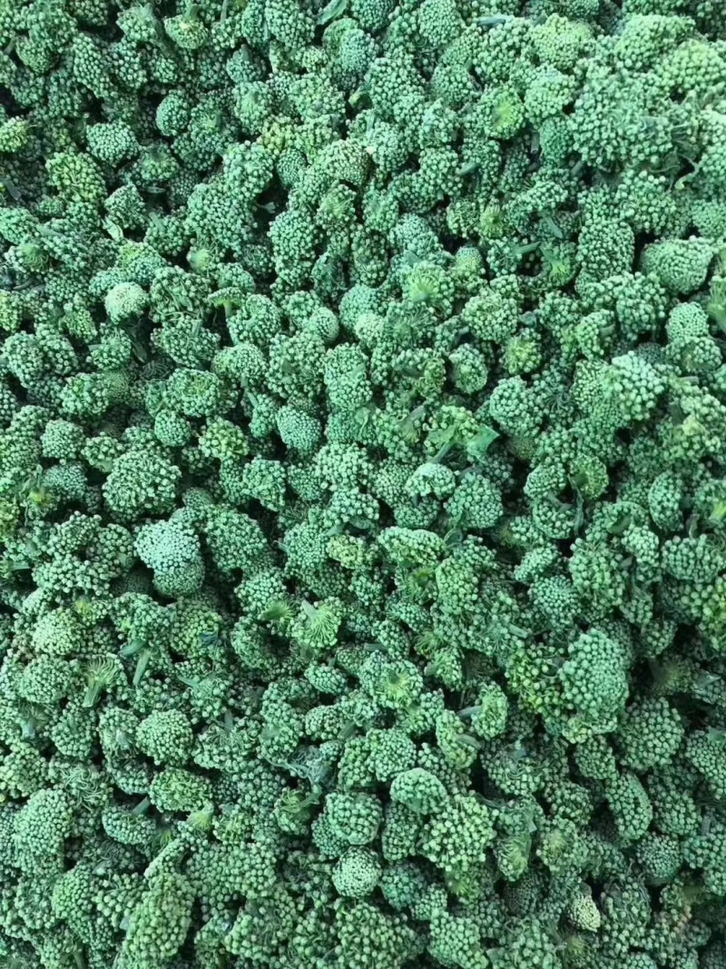 三七花云南文山三七花三年花大朵2020新花