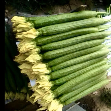 鲜花短丝瓜，油量肉丝瓜！！！瓦窑徐州新沂