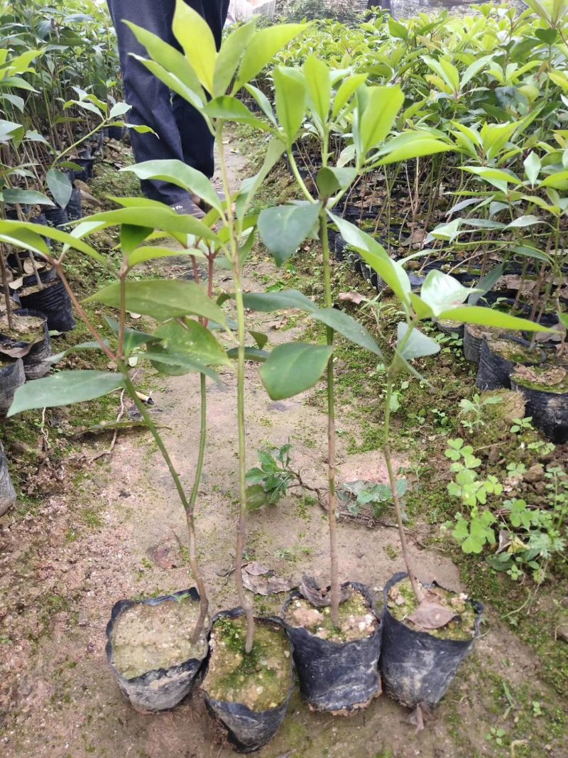 长期大量供应大红八角苗
