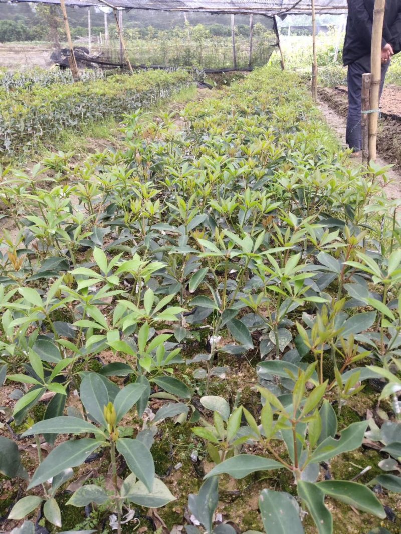 长期大量供应大红八角苗