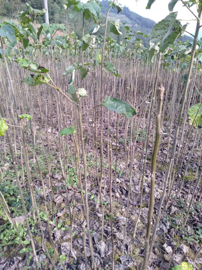 山桐子苗