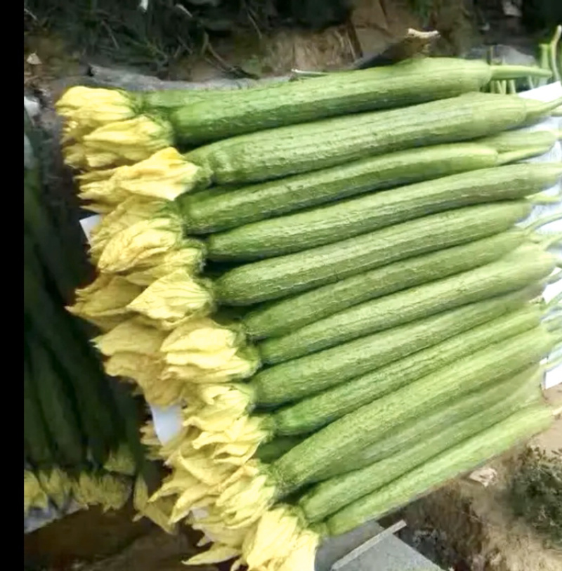 鲜花短丝瓜，油量肉丝瓜！！！瓦窑徐州新沂