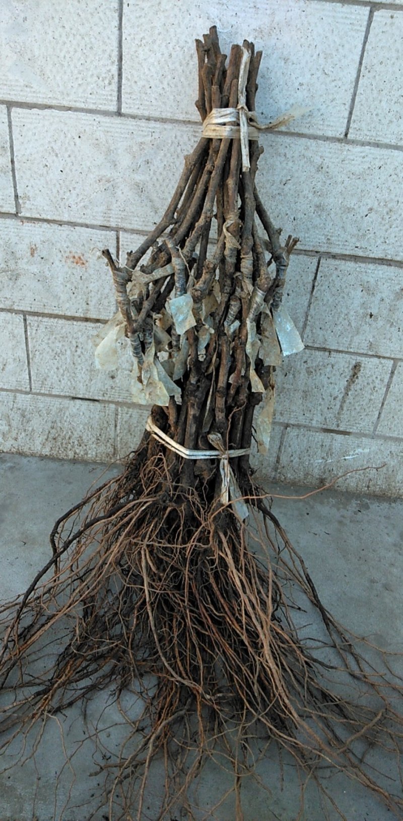 甬优一号葡萄苗，粒子大味甜多汁，中晚熟，抗病丰产保纯保活