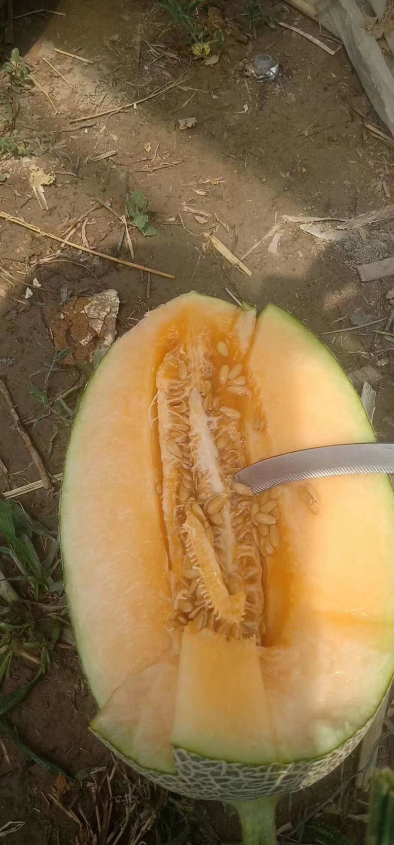 产地直供，一手货源，诚信代办，