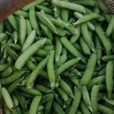 豌豆荚，荚长，饱满，无斑，每天现采！一手货源！专业装车！