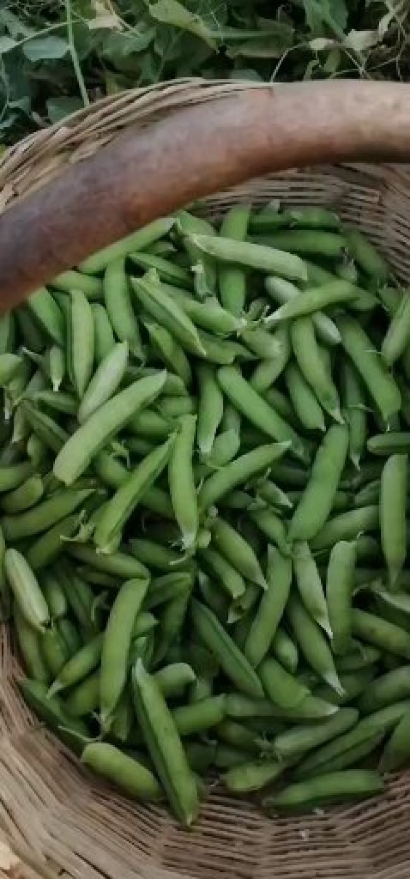 豌豆荚，荚长，饱满，无斑，每天现采！一手货源！专业装车！
