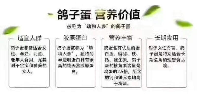 鸽子蛋长期出售一手货源！货源充足！诚信经营！