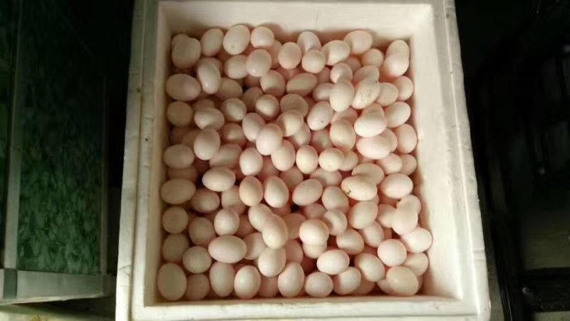 鸽子蛋长期出售一手货源！货源充足！诚信经营！