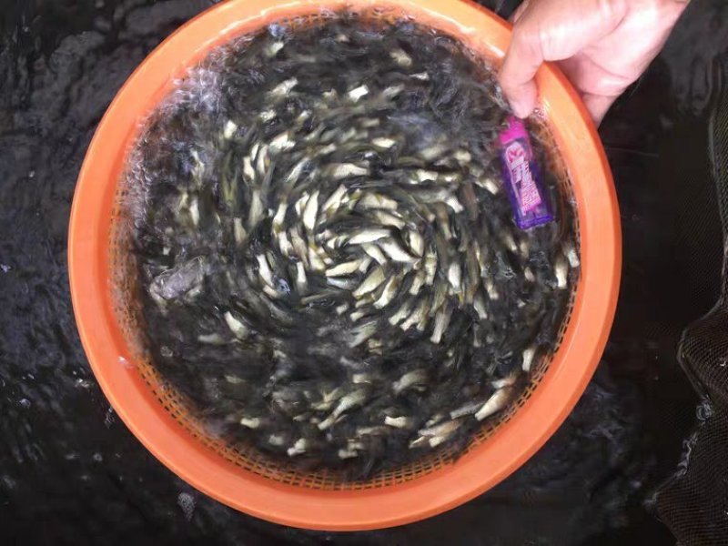 万合水产养殖有限公司出售优良品种规格齐全草鱼苗