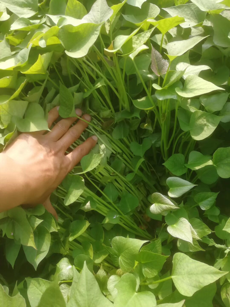 种苗量大包邮，假一赔十，地瓜苗红薯苗芋头苗