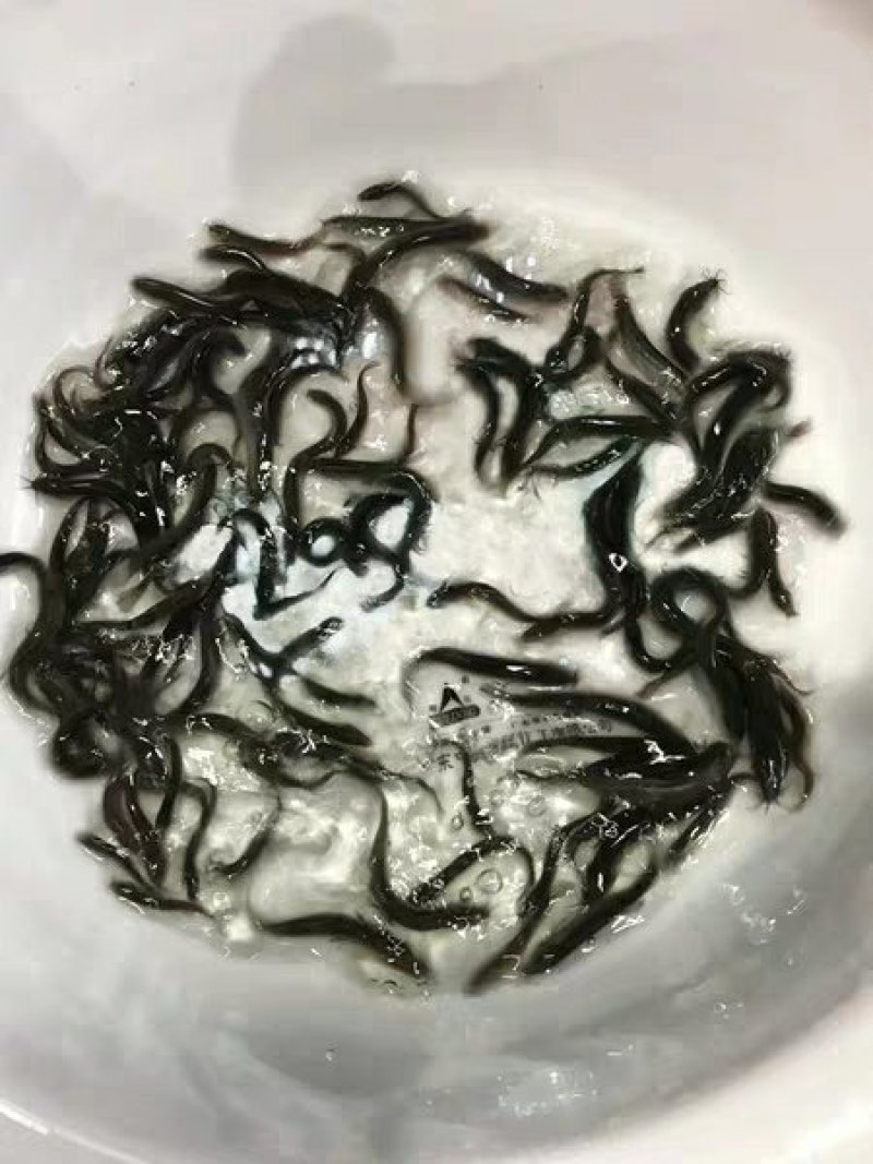 万合水产养殖有限公司出售优良品种规格齐全泥鳅苗
