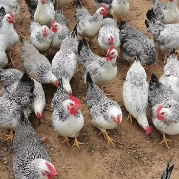 场地供应白芦花鸡，产地位于广西玉林，全国供应