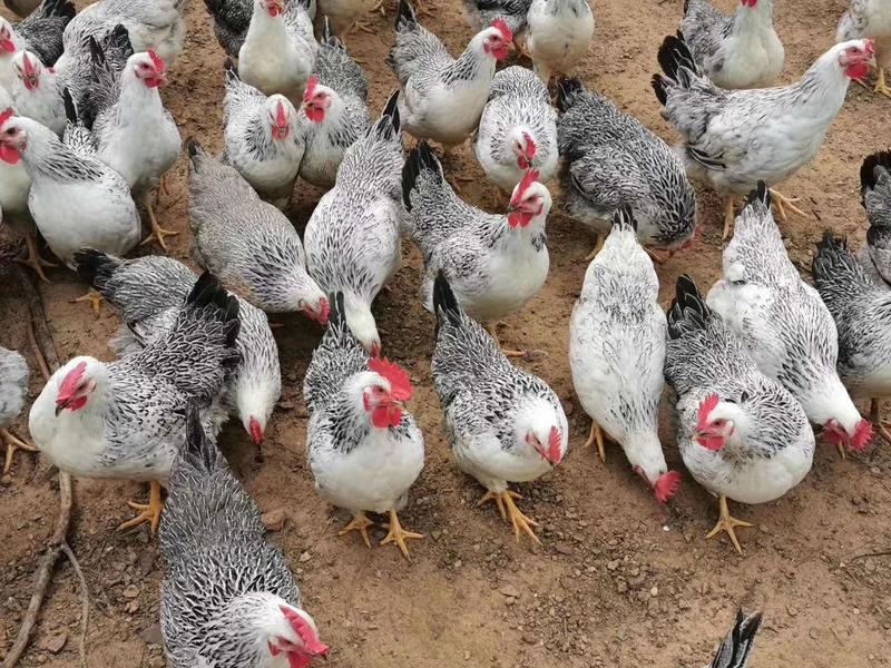 场地供应白芦花鸡，产地位于广西玉林，全国供应