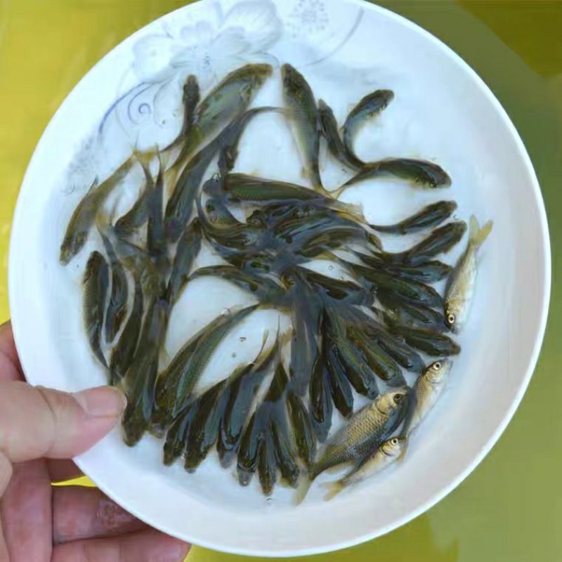 万合水产养殖有限公司出售优良品种规格齐全草鱼苗