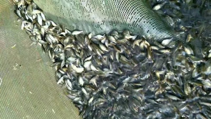 万合水产养殖有限公司出售优良品种规格齐全白，鲢鱼苗