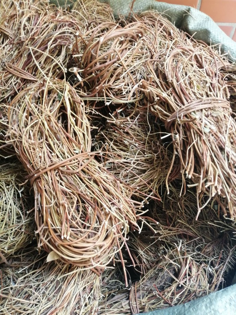 鸡骨草，广西特产鸡骨草，药食两用，现货供应