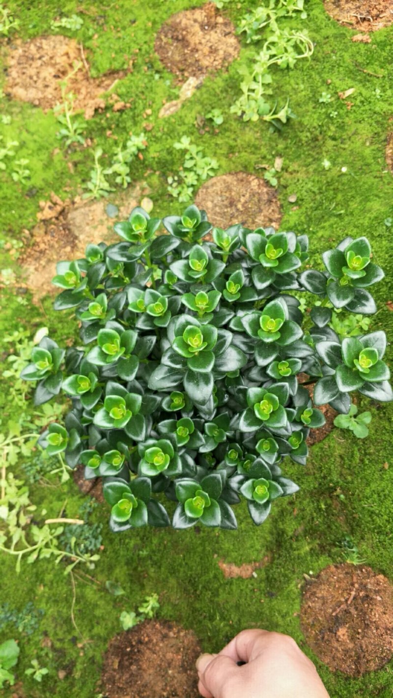 金鱼草，支持现场视屏看货，龙岩永福基地直销
