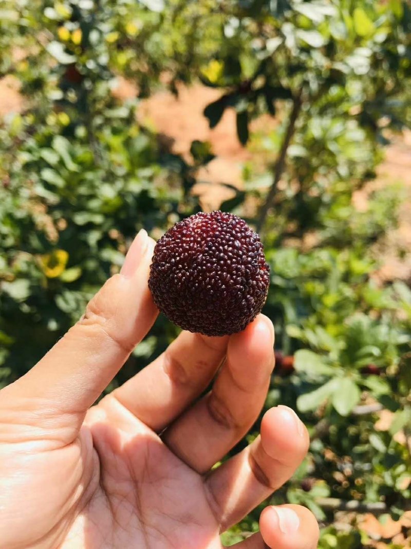 杨梅各种包装，欢迎预定，量大从优，可批发可零售。一件代发