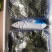 杨梅各种包装，欢迎预定，量大从优，可批发可零售。一件代发