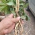 通草大通草苗大量批发成活率高