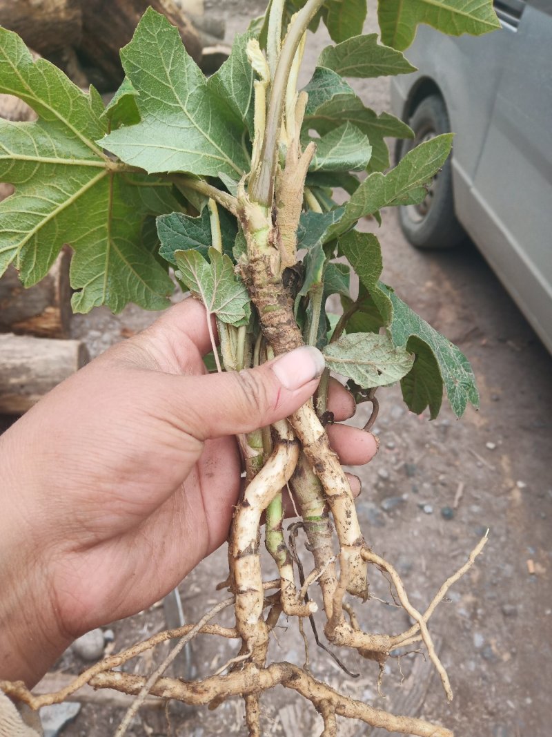 通草大通草苗大量批发成活率高