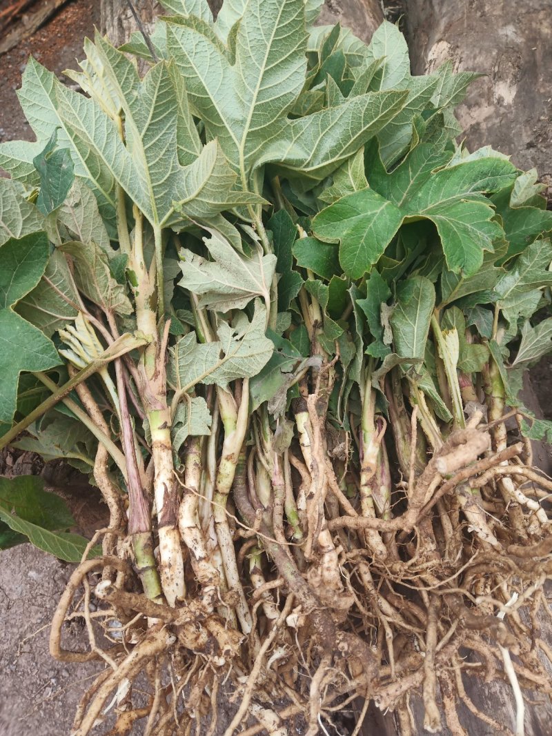 通草大通草苗大量批发成活率高