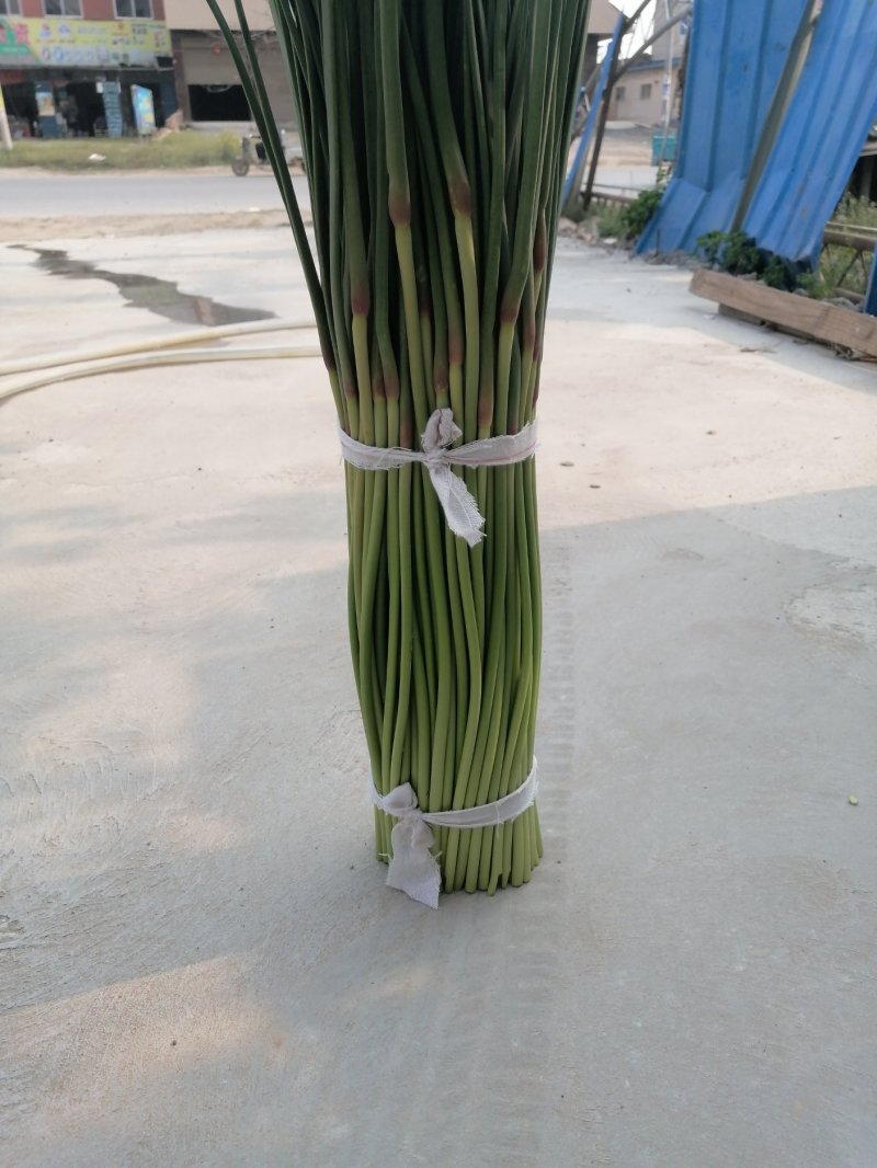 开封精品红帽杂交蒜薹精品50-60公分质量保障欢迎联系