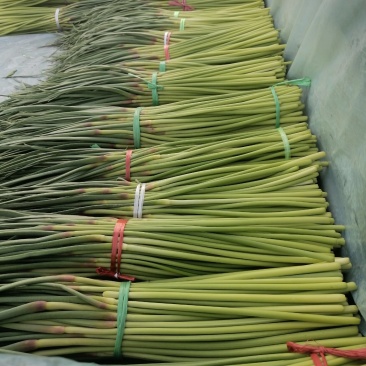 开封精品红帽杂交蒜薹精品50-60公分质量保障欢迎联系
