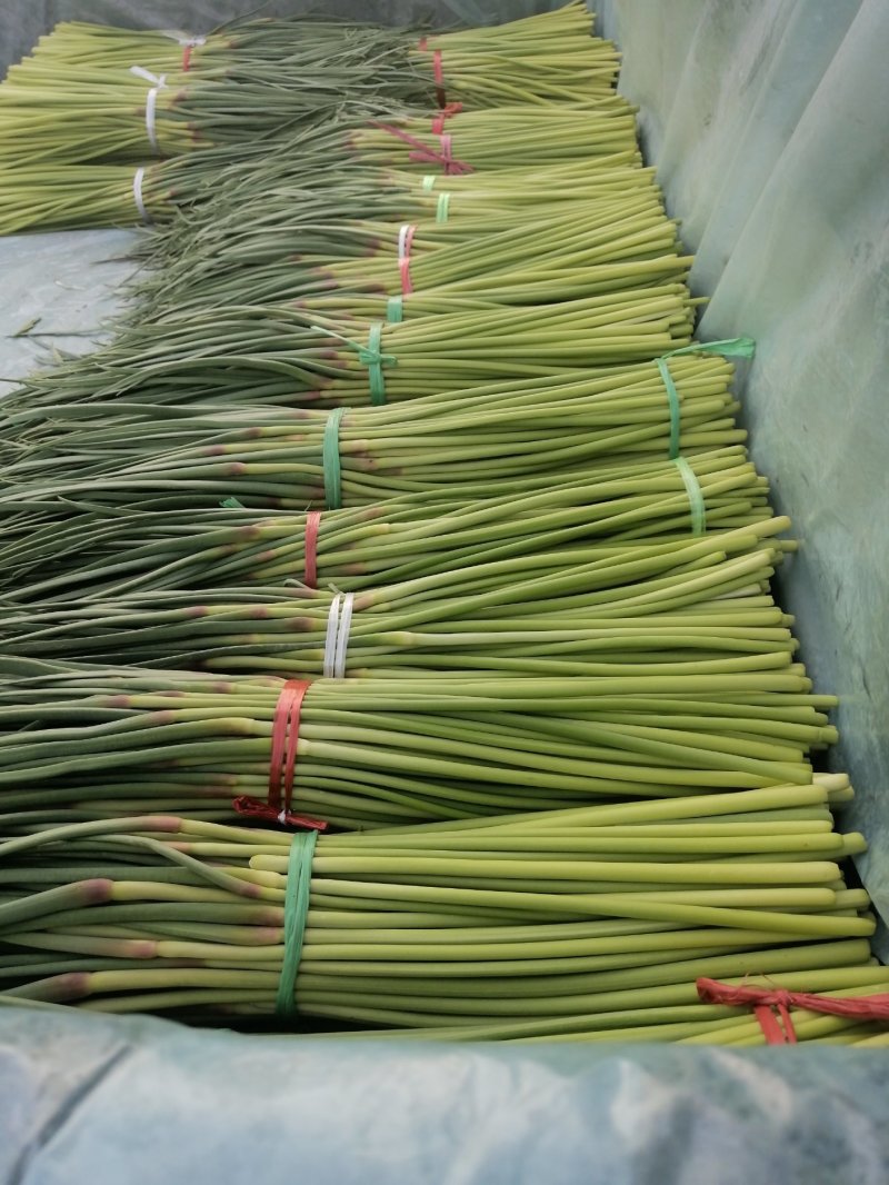 开封精品红帽杂交蒜薹精品50-60公分质量保障欢迎联系