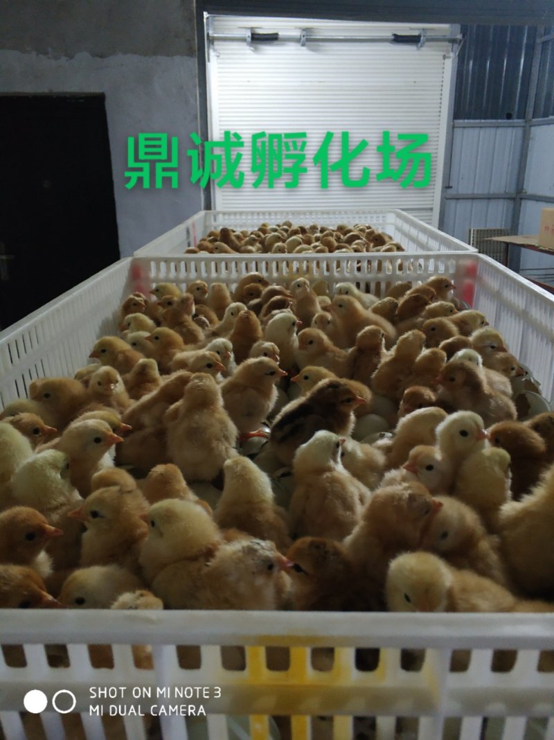 优质土鸡苗不鉴别公母，混合苗自提货特价优惠