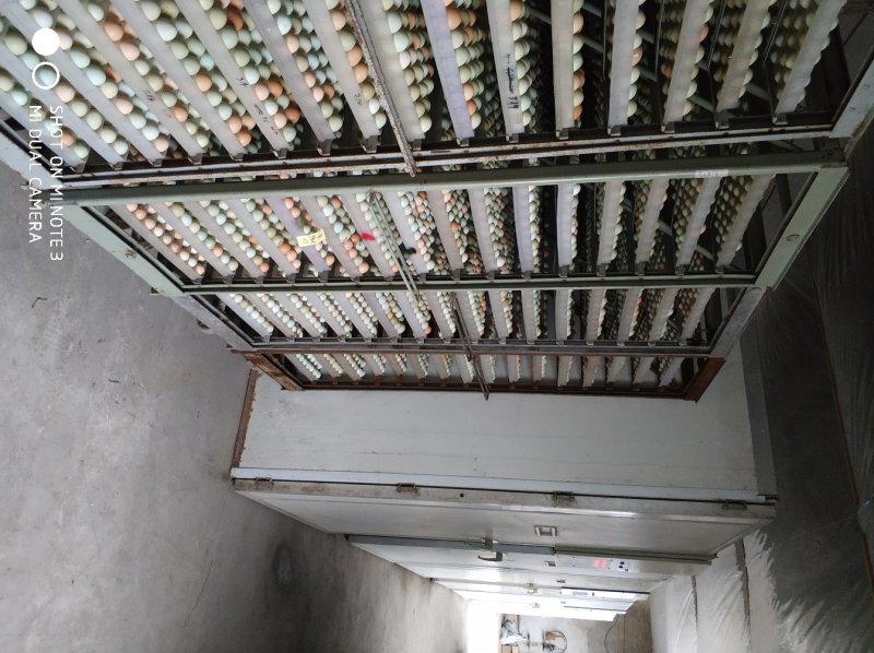 优质土鸡苗不鉴别公母，混合苗自提货特价优惠