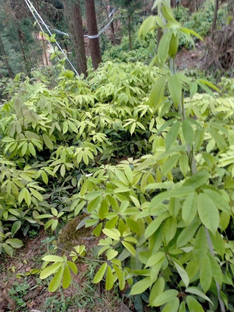 九月瓜九月黄种苗，新型果树奇特水果，欢迎你！