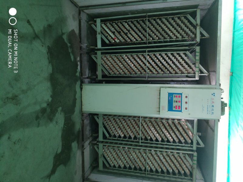优质土鸡苗不鉴别公母，混合苗自提货特价优惠