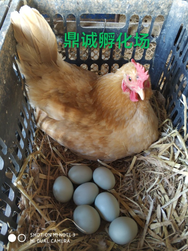 优质土鸡苗不鉴别公母，混合苗自提货特价优惠